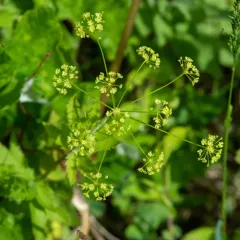 Western Sweet-cicely thumbnail 4