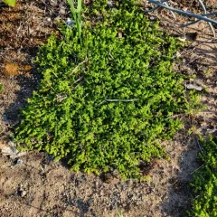 Smooth Rupturewort thumbnail 4
