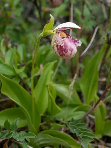 Spotted Lady's Slipper