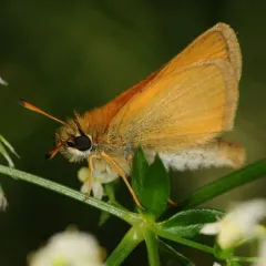 Essex Skipper thumbnail 3