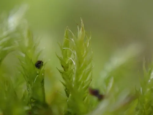 Herzogiella adscendens