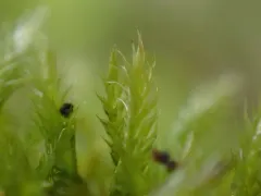 Herzogiella adscendens thumbnail 1