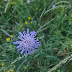 Field Scabious thumbnail 4