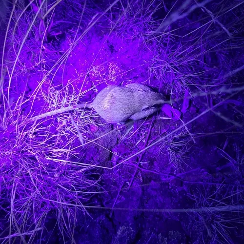 Ord's Kangaroo Rat
