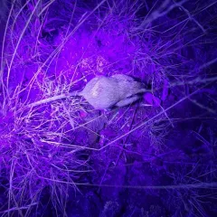 Ord's Kangaroo Rat thumbnail 1