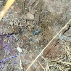 Northern Scorpion thumbnail 3