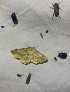 Ochre Euchlaena Moth thumbnail 4