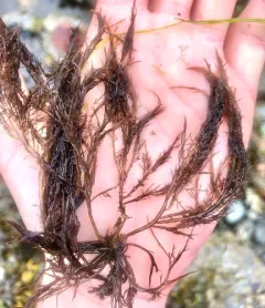 Bleached brunette thumbnail 2