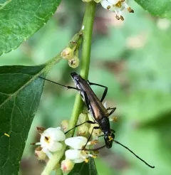 Strangalia acuminata thumbnail 4