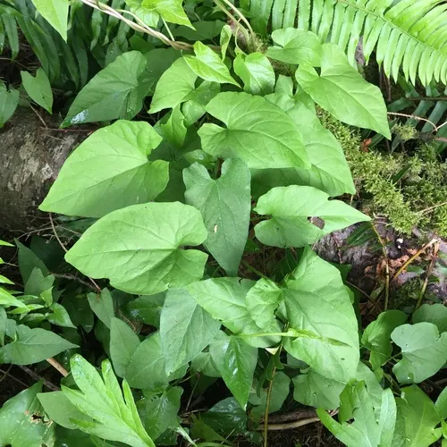 large bindweed