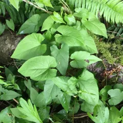 large bindweed thumbnail 1
