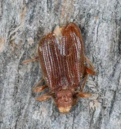 White-marked Spider-beetle thumbnail 2