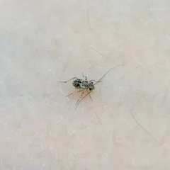 Speckled Barklouse thumbnail 1