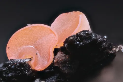 Pulvinula archeri