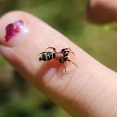 Variegated Ground Spider thumbnail 3
