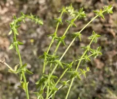 Piedmont Bedstraw thumbnail 4