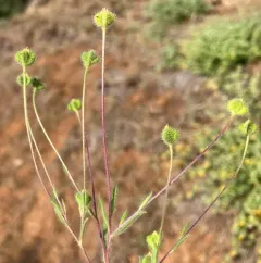 small tarweed thumbnail 3