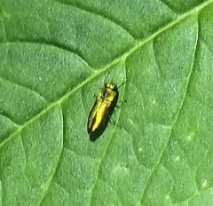 Anthaxia quercata thumbnail 2