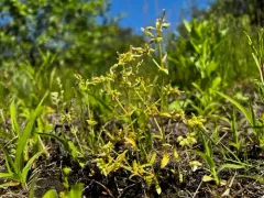 Short-stalked Chickweed thumbnail 3