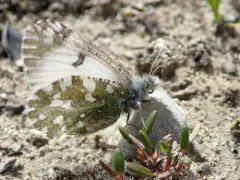 Green Marble thumbnail 1