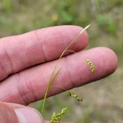 hair-like sedge thumbnail 3