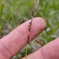 Richardson's Sedge thumbnail 3