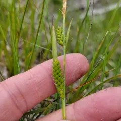Crawe's sedge thumbnail 3