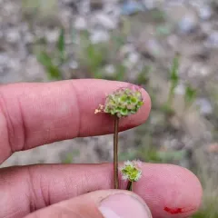 Salad Burnet thumbnail 4