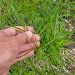 tall coreopsis thumbnail 3