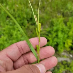 Limestone Meadow sedge thumbnail 3
