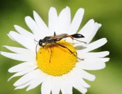 Ammophila urnaria thumbnail 2