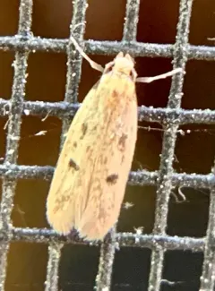 Carolana ascriptella thumbnail 2