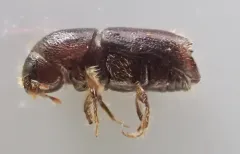 Pine Engraver thumbnail 3