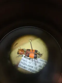 Orange-banded Clerid thumbnail 1