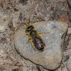 Eastern Miner Bee thumbnail 4