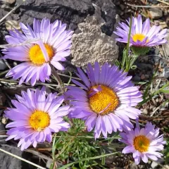 Parry's Townsend-daisy thumbnail 1