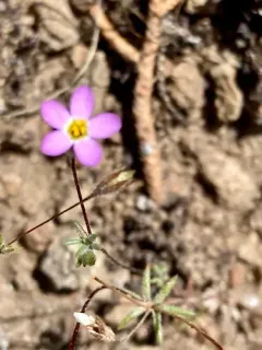 Bolander's linanthus thumbnail 3