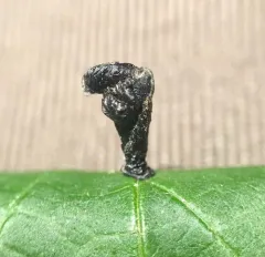 American Pistol Casebearer Moth thumbnail 3