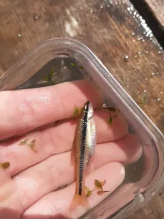 Bridle Shiner thumbnail 4
