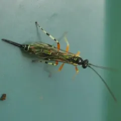 Itoplectis conquisitor thumbnail 3