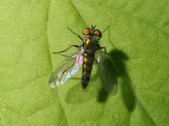Condylostylus nigrofemoratus thumbnail 2