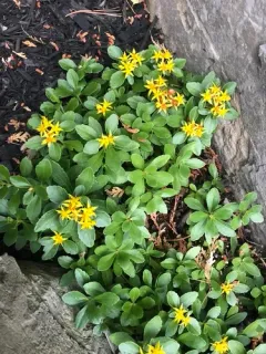Kamchatka Stonecrop thumbnail 3