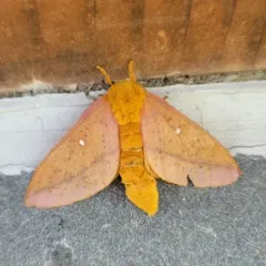 Orange-tipped Oakworm Moth thumbnail 1