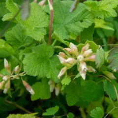 sticky currant thumbnail 4