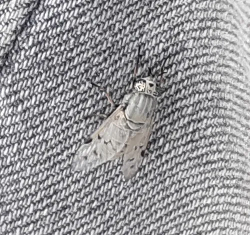 Silvius quadrivittatus