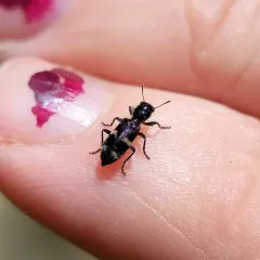 Enoclerus nigrifrons thumbnail 3