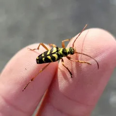 chestnut bark borer thumbnail 1