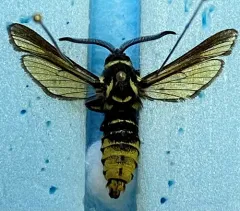 Hornet Clearwing Moth thumbnail 2