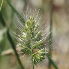 bristly dogtail grass thumbnail 3