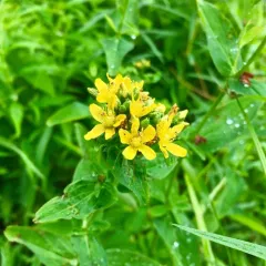spotted St. John's wort thumbnail 2